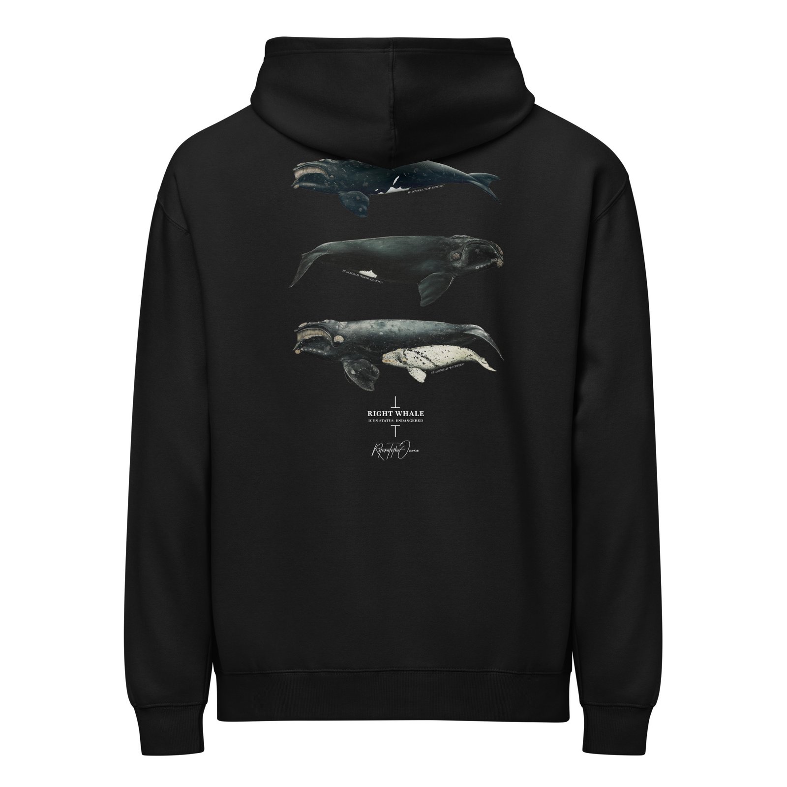 Right Whales box hoodie - Image 3
