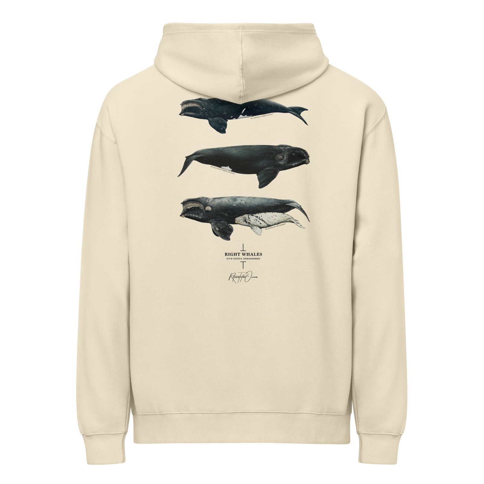 Right Whales box hoodie - Image 10