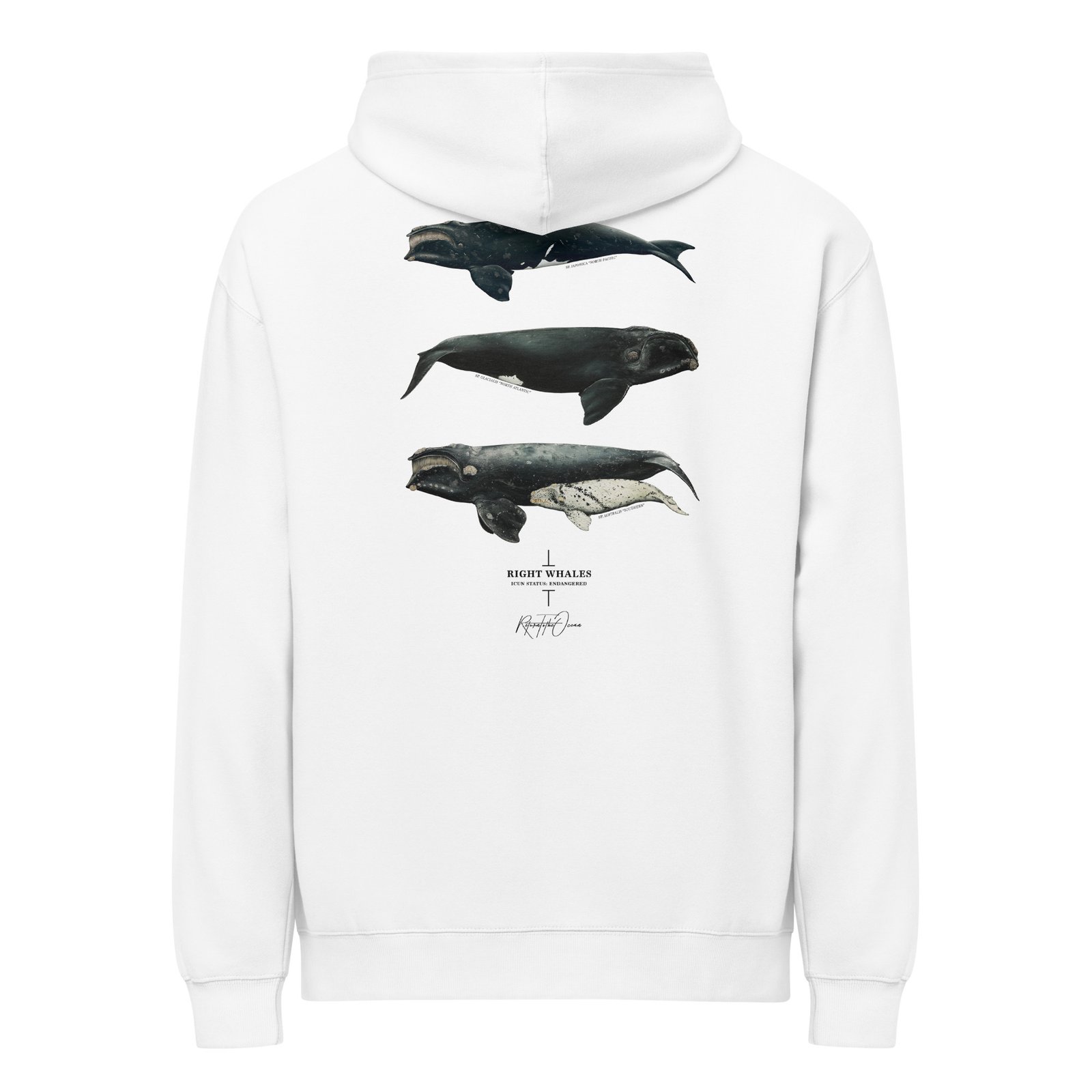 Right Whales box hoodie - Image 12