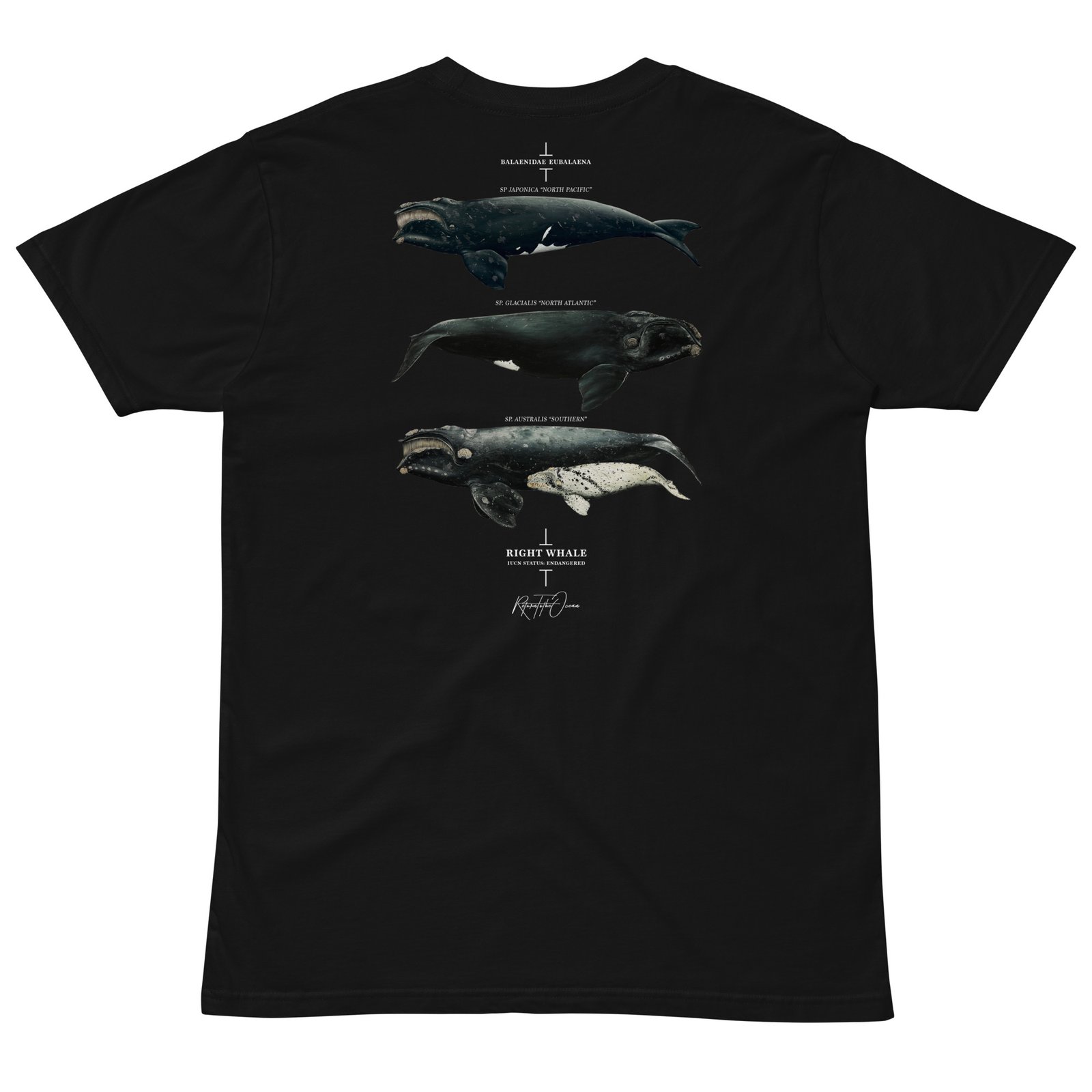 Right Whale T-Shirt - Image 4