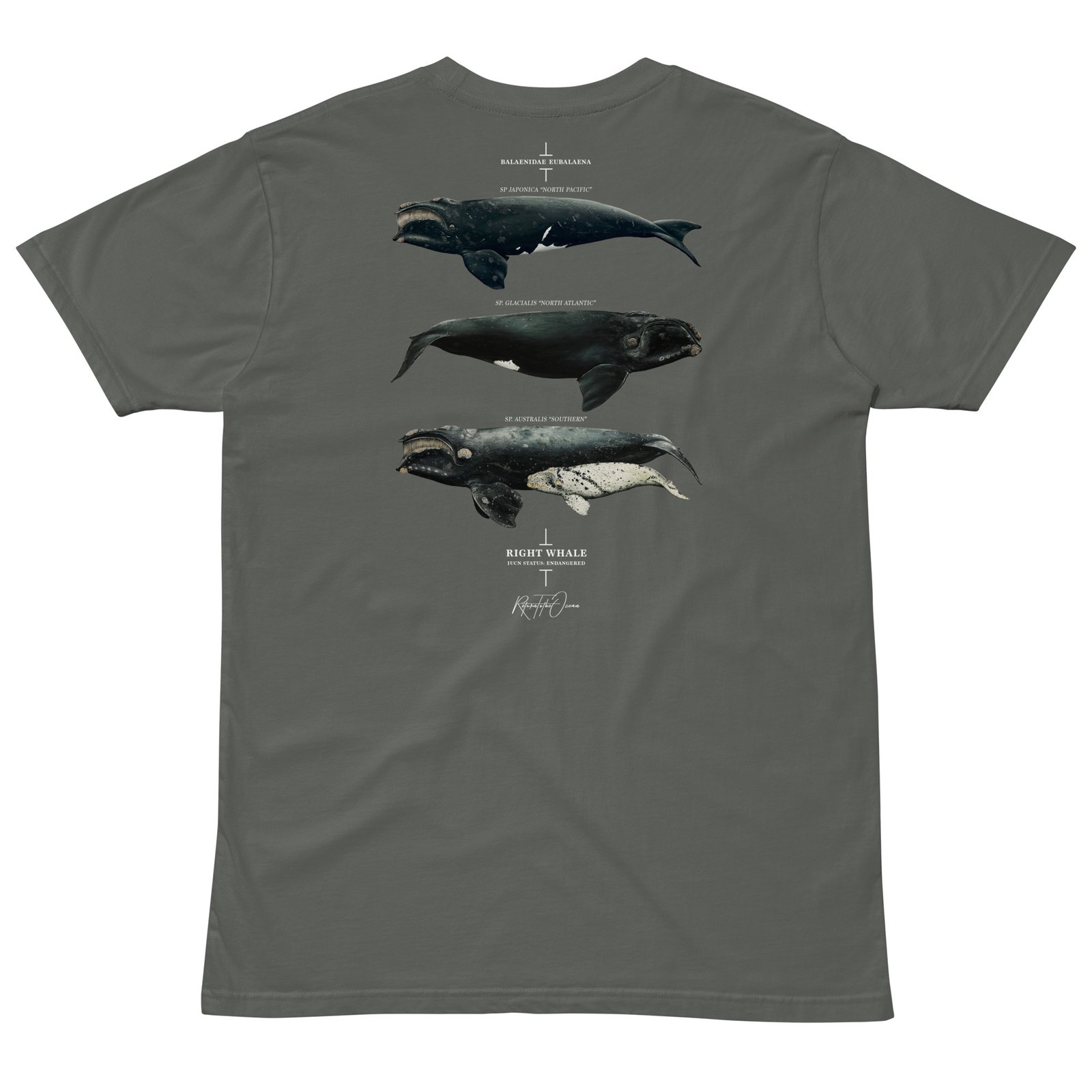 Right Whale T-Shirt - Image 6
