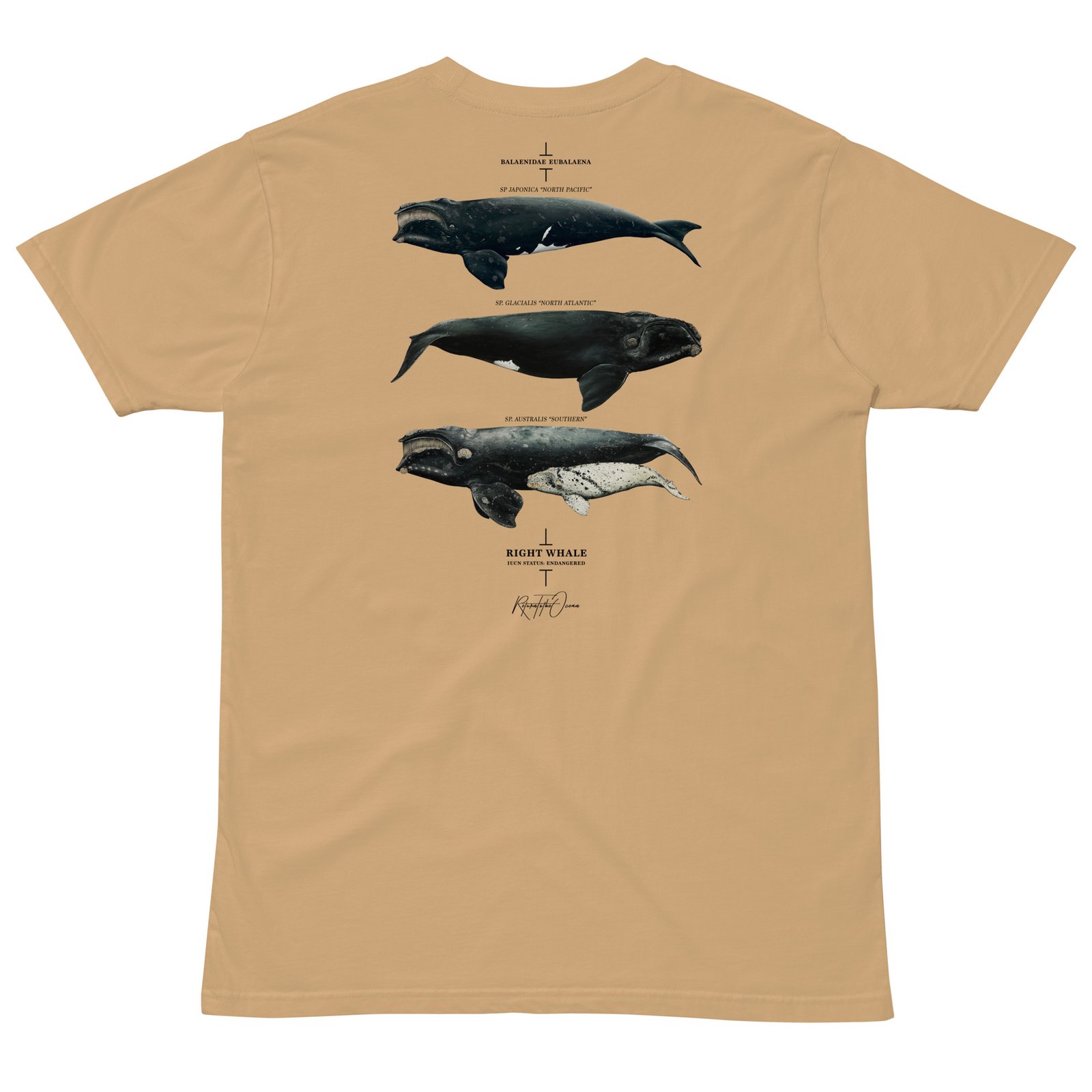 Right Whale T-Shirt - Image 8