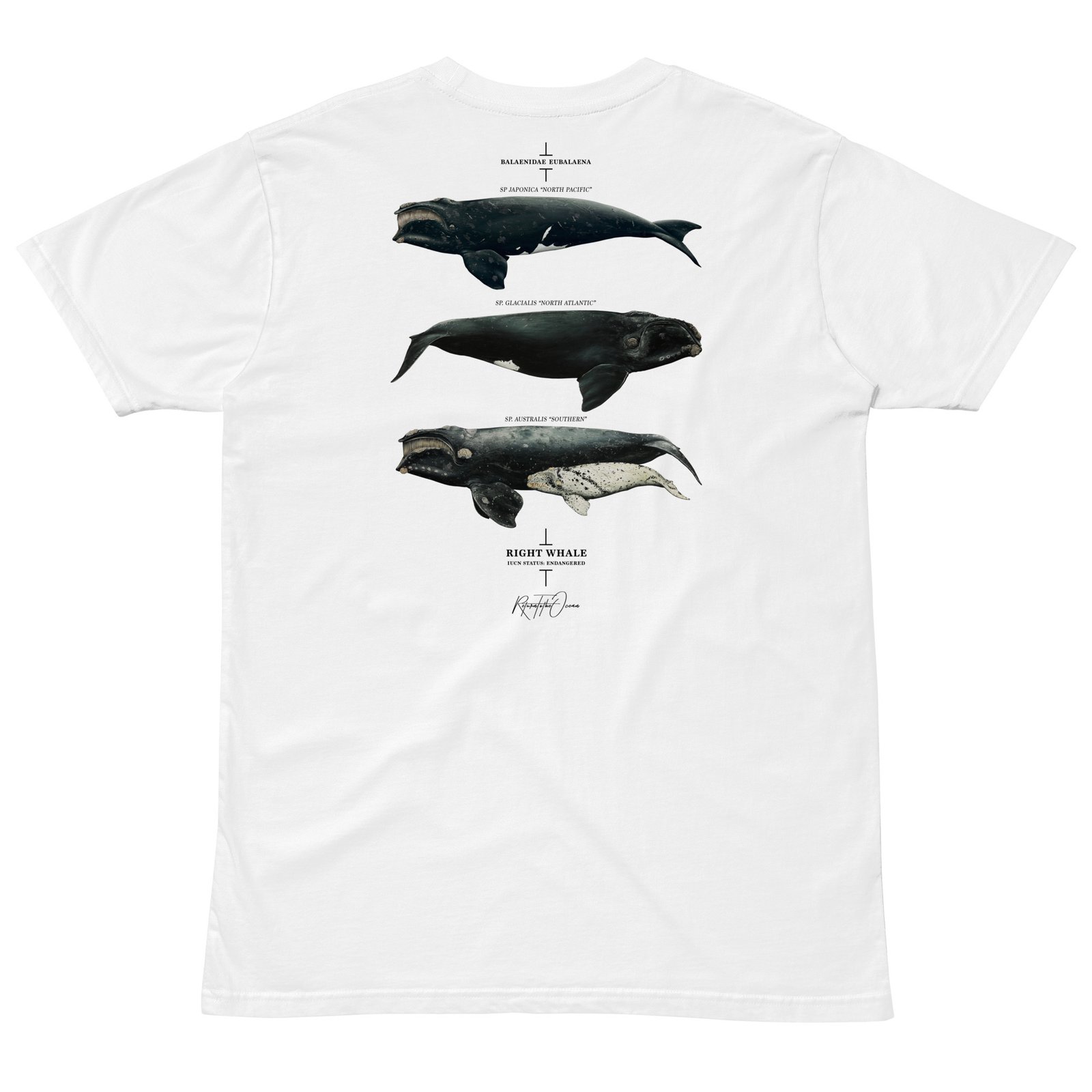 Right Whale T-Shirt