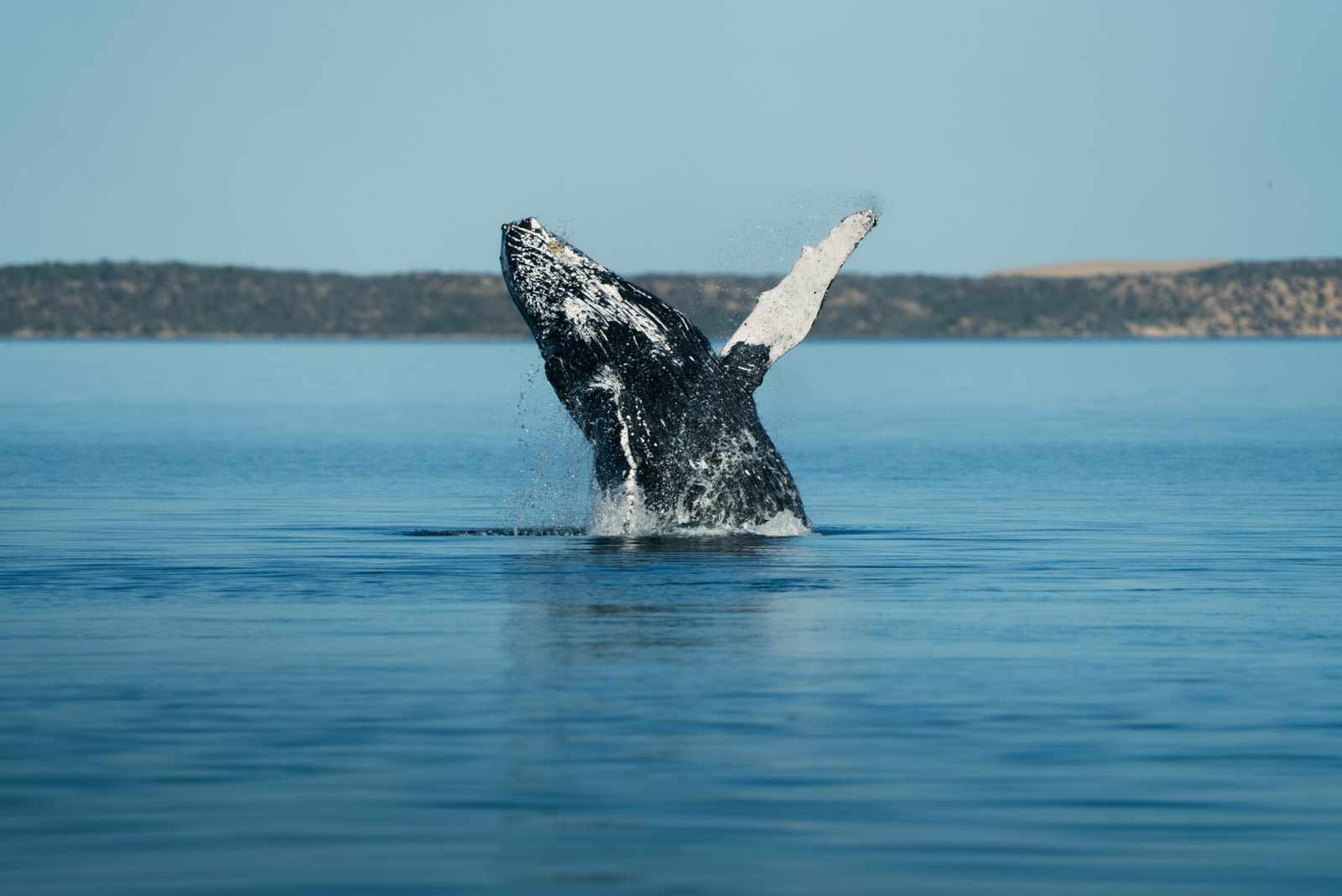 Shark Fin Tutorial The Humpback Whale: The Science, the Artist and the Cause Behind Our ...